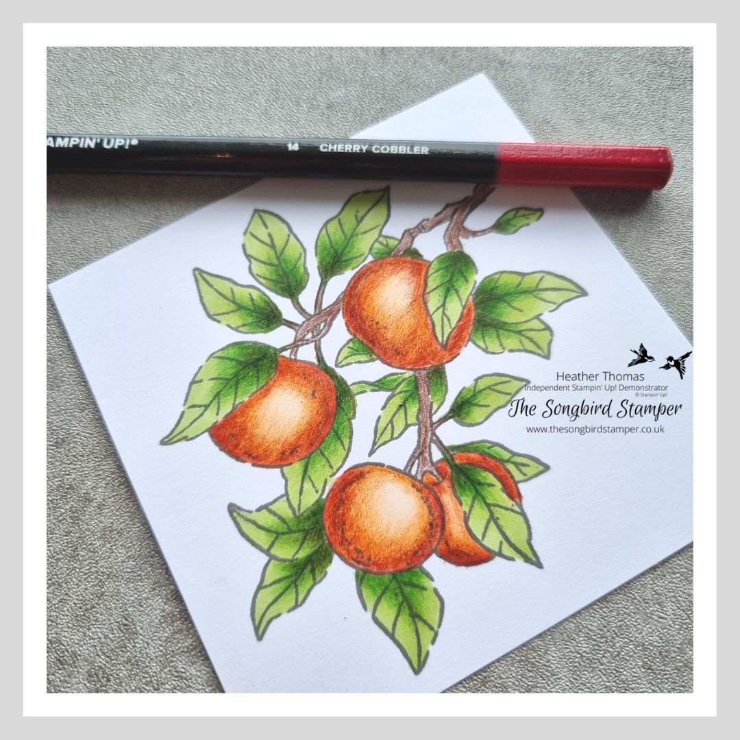 A picture of some apples on an apple tree, coloured in using the  Mixed Media Colouring Technique