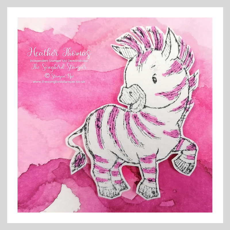 Close up of zany zebras watercolour card