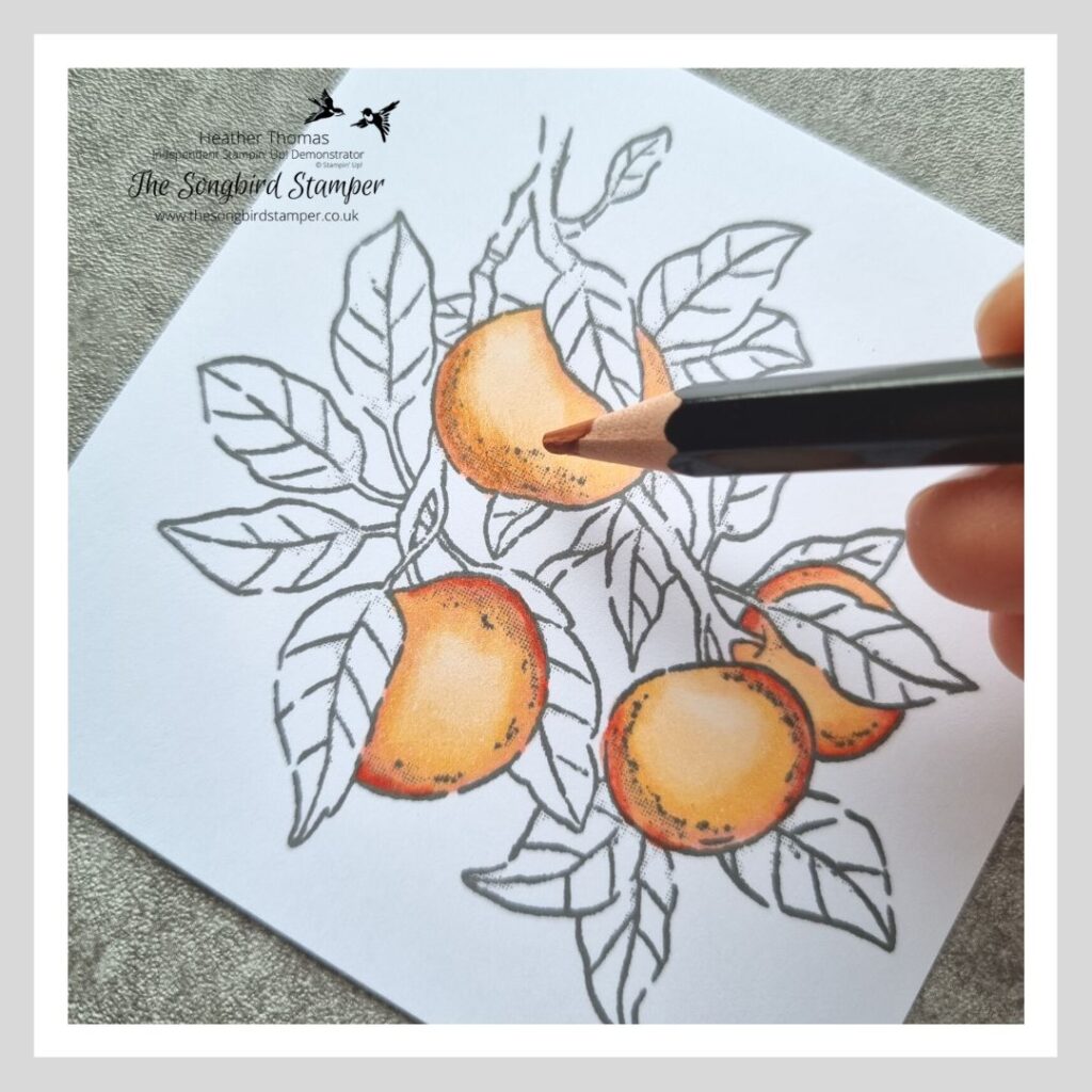 A picture of some apples on an apple tree, coloured in using the  Mixed Media Colouring Technique
