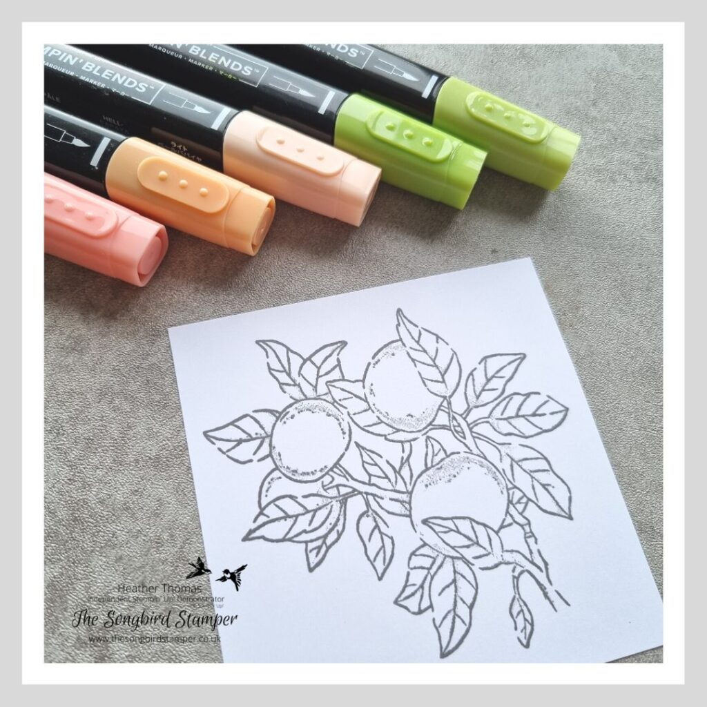 A picture of a stamped image of apples on an apple tree and some alcohol markers. Part of a series of images showing the Mixed Media Colouring Technique